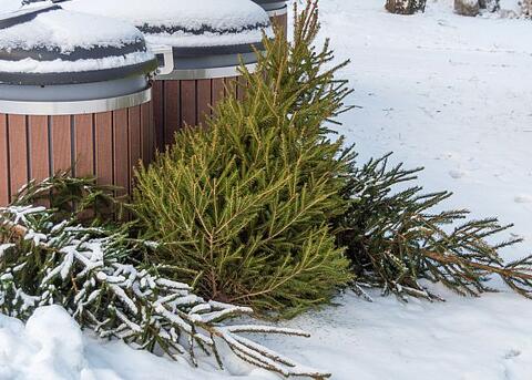 Ilustracja do artykułu choinka_pixabay_720.jpg